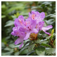 20130619-8428-Jardins de Callunes Rhododendron