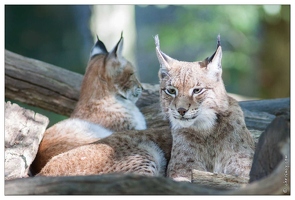 20091003-21 0349-Au Parc de Sainte Croix lynx
