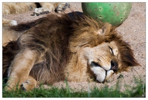 20101008-02 8858-Au zoo Amneville lion