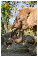 20101008-11 8901-Au zoo Amneville elephant