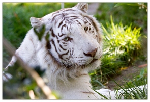 20101008-17 8954-Au zoo Amneville tigre blanc