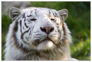 20101008-18 8961-Au zoo Amneville tigre blanc
