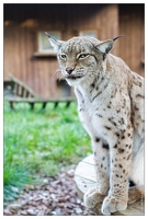 20101008-24 9218-Au zoo Amneville lynx