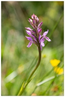 20180624-1047-Orchidee sauvage Au lac d Estaing
