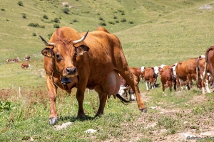 20220708-58 3178-Col des Aravis Vache