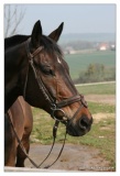 20090405-Horseball-1863.jpg