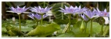 20090407-Nymphaea_Colorata_Lotus_pygmee-2249.jpg