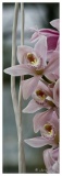 20090407-Orchidee-2235.jpg
