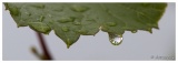 20100606-Feuilles_mouillees-2855.jpg