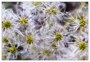 20120910-062 6215-Corse Fleur