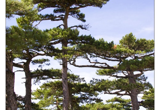 20120917-039 6938-Corse Col de Bavella Pins laricio