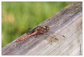 20121019-0145-Sympetrum_sanguin