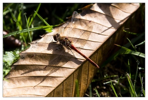 20121019-0167-Sympetrum_sanguin