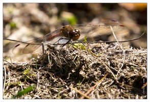 20121019-0199-Sympetrum_sanguin