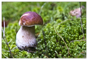 20121019-0215-Champignon