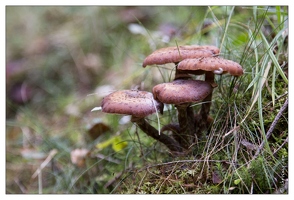 20121019-0223-Champignon