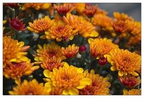 20121025-0268-Lahr Chrysanthema