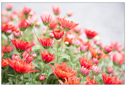 Chrysanthema Lahr 2012
