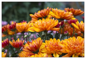 20121025-0281-Lahr Chrysanthema