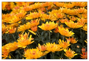 20121025-0288-Lahr Chrysanthema