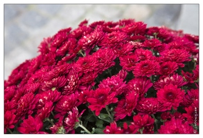 20121025-0291-Lahr Chrysanthema
