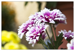 20121025-0317-Lahr Chrysanthema