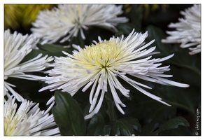 20121025-0318-Lahr Chrysanthema