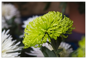 20121025-0320-Lahr Chrysanthema
