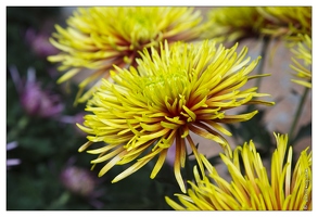 20121025-0322-Lahr Chrysanthema