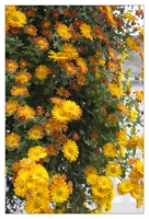 20121025-0333-Lahr Chrysanthema