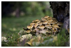 20121025-0456-Champignons