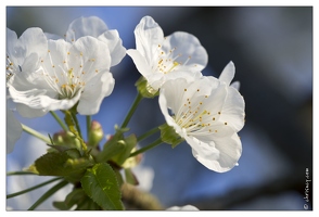 20130425-4753-Cerisier en fleurs