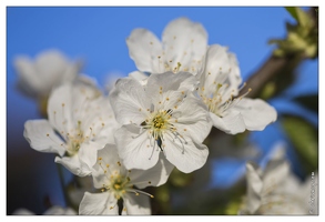 20130425-4757-Cerisier en fleurs