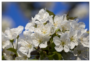 20130425-4760-Cerisier en fleurs