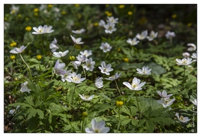 20130501-5100-Anemone des bois