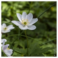 20130501-5102-Anemone des bois