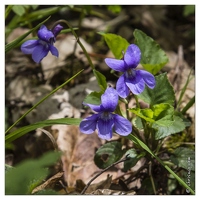 20130501-5103-Violette