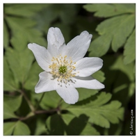 20130501-5129-Anemone des bois