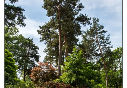 20130619-8318-Jardins de Callunes