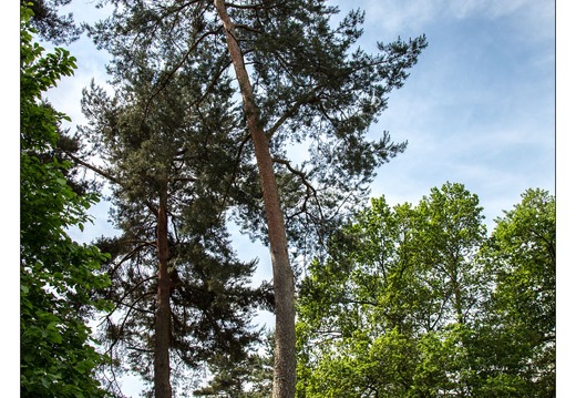 20130619-8321-Jardins de Callunes