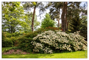 20130619-8326-Jardins de Callunes Rhodendron