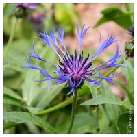 20130619-8339-Jardins de Callunes Centauree bleuet vivace