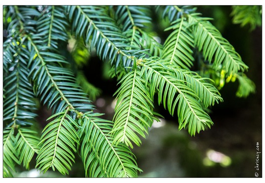 20130619-8342-Jardins de Callunes