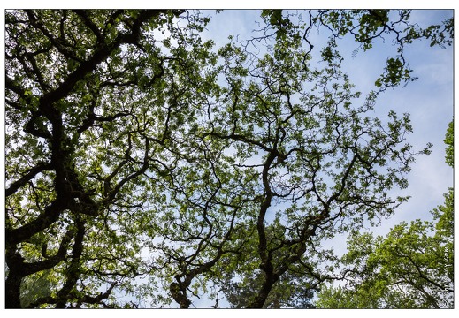 20130619-8344-Jardins de Callunes Robinier