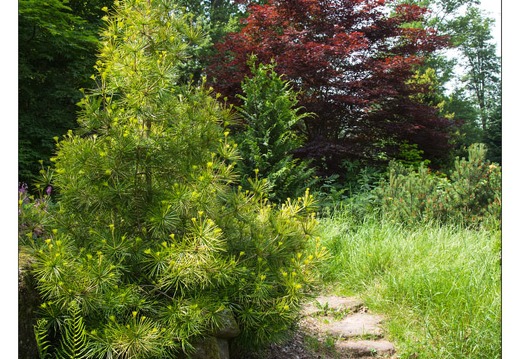 20130619-8355-Jardins de Callunes