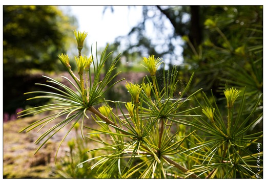 20130619-8356-Jardins de Callunes