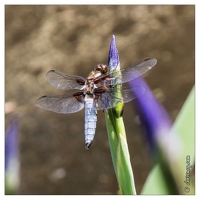 20130619-8369-Sympetrum