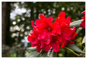 20130619-8370-Jardins de Callunes Rhododendron