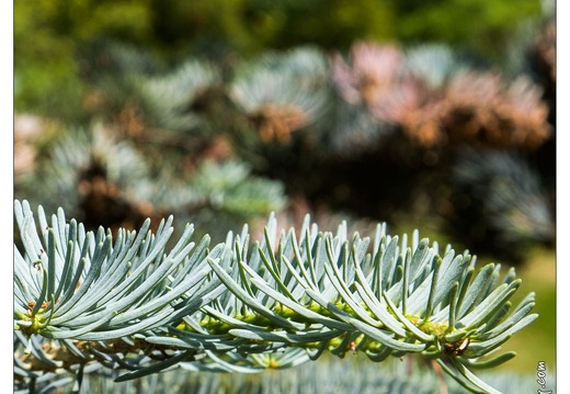 20130619-8376-Jardins de Callunes