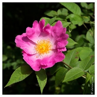 20130619-8378-Jardins de Callunes Rose